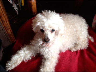 Dog case — two seizures followed by a stroke — using Slider 2, May 2013